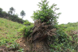 栽三七，濫伐林木被判刑——期路白鄉(xiāng)首例涉林刑事案件公開審判警示錄