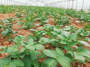 春耕進(jìn)行時(shí) 60萬株蔬菜苗加緊培育，花卉產(chǎn)業(yè)助力菜籽下地