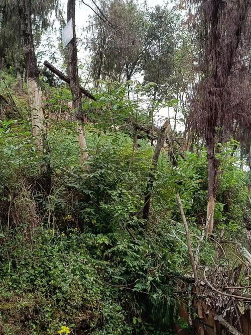 蓬安城區(qū)山林何以變身盆景？生態(tài)美學(xué)背后的治理邏輯