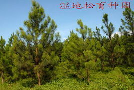 北海市林木良種蔬菜的培育 創(chuàng)新與生態(tài)結(jié)合的農(nóng)業(yè)之路