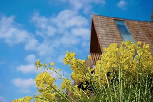 睡進(jìn)至美樹屋，驚艷一整個(gè)春天 鼻祖級(jí)油菜花海之旅