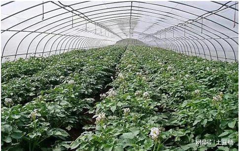 科技賦能，高效栽培 產量倍增、上市提前的盆景蔬菜種植新模式