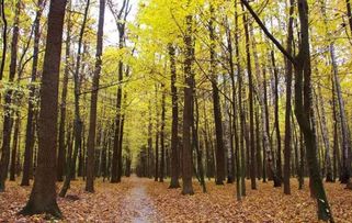 2017年農村征地補償新政策 菜田地補償標準最高，花卉用地如何認定？